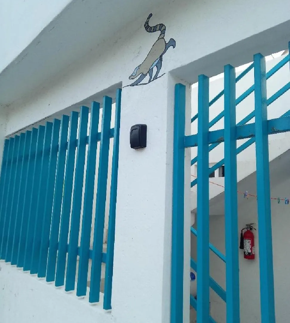 Estudio Coati Azul En La Isla De Cozumel En El Caribe